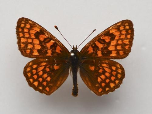 Réf. 277 487 : Melitaea athalia celadussa